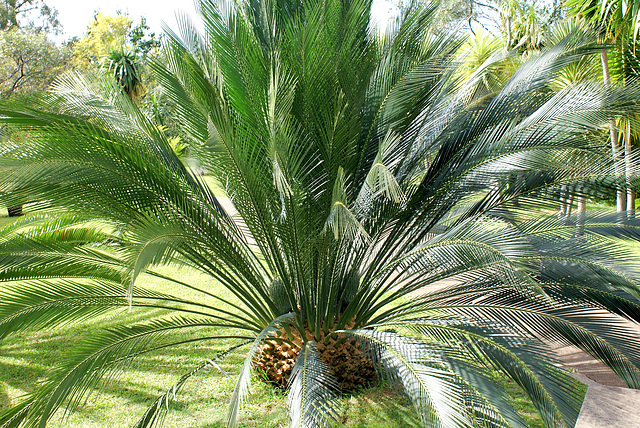 Madeira. Monte. Botanischer Garten.  ©UdoSm