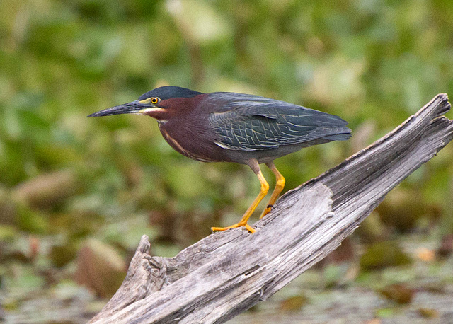 Green Heron