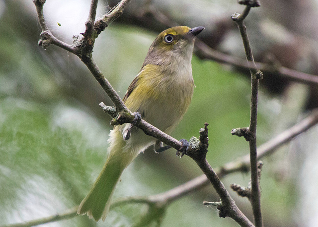 White-eyed Vireo