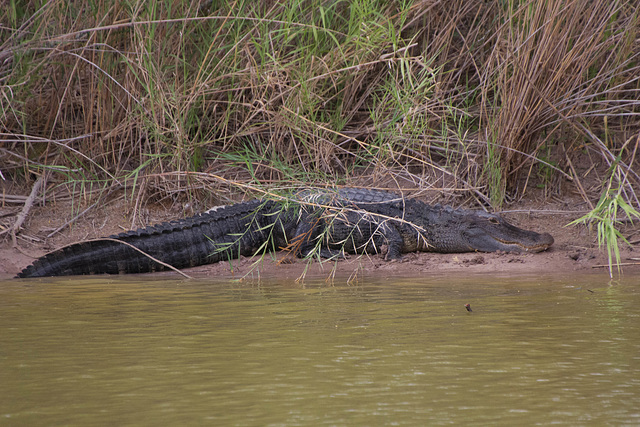 Gator