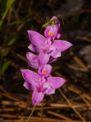 Calopogon barbatus (Bearded Grass-pink orchid)