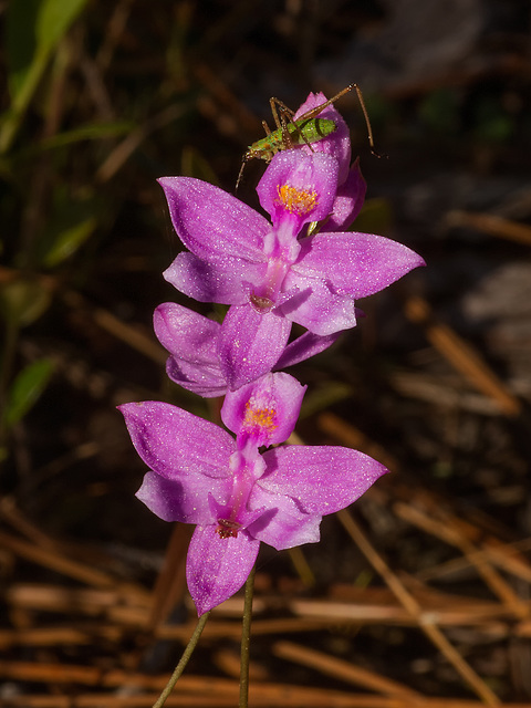 Calopogon barbatus (Bearded Grass-pink orchid)