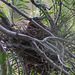 Green Heron Nest