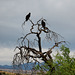 Turkey Vultures