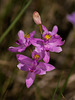 Calopogon barbatus (Bearded Grass-pink orchid)