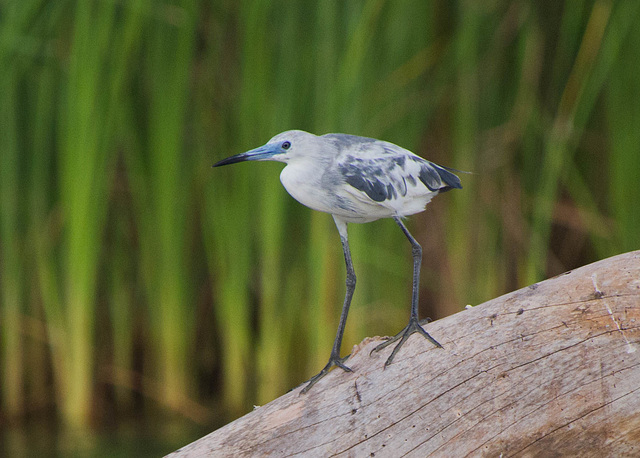 Little Blue Heron