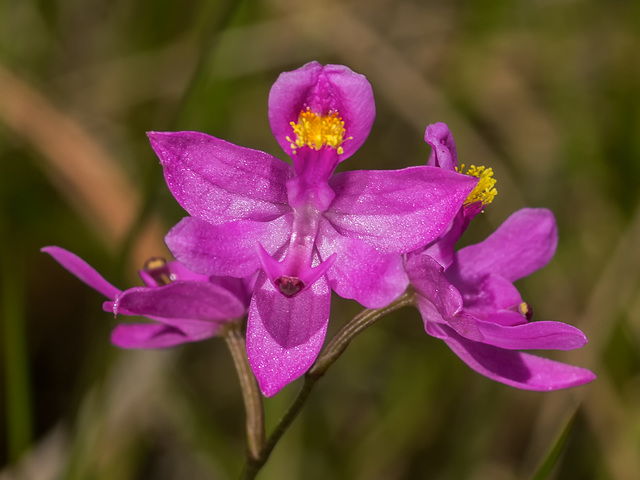 Calopogon barbatus (Bearded Grass-pink orchid)