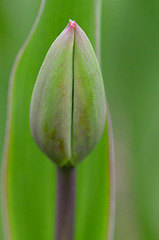 Red Tulip Shell