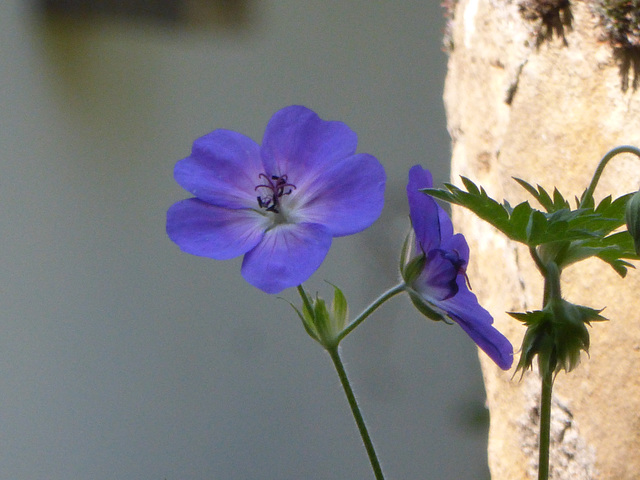 Mon petit jardin