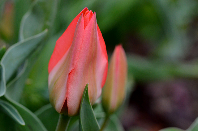 Pink Tulips