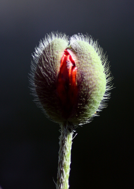 sensual flower