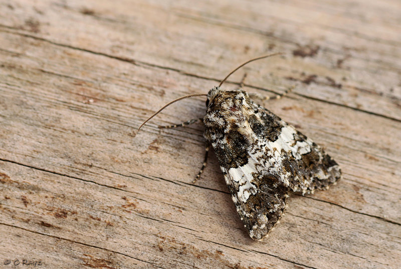 Varied Coronet