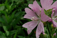 Mallow