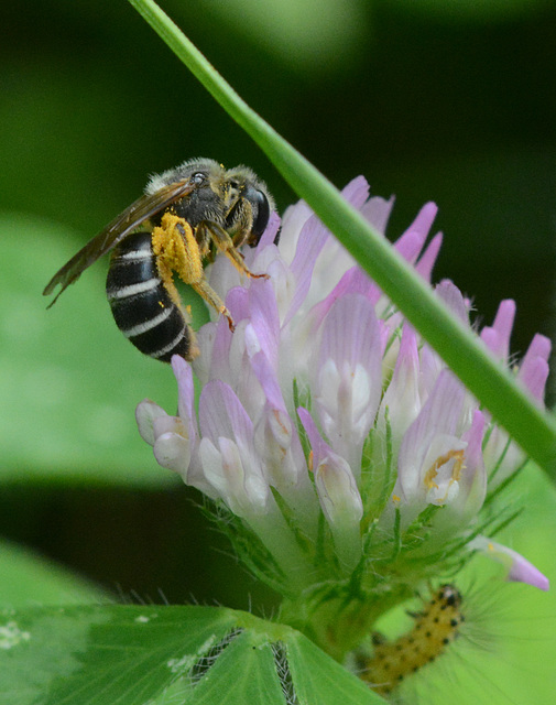 Popular clover