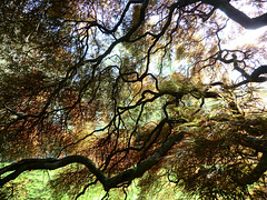 Looking at a Japanese Maple from the Inside