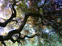 Looking at a Japanese Maple from the Inside