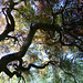 Looking at a Japanese Maple from the Inside