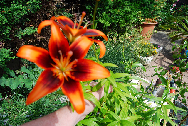 Lilium  au jardin