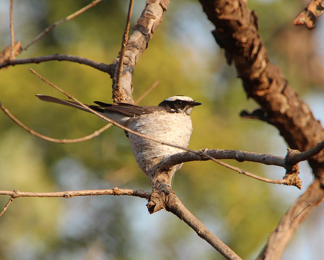 White-Browed Fantail