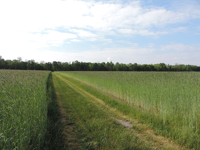 Pause am (im) Getreidefeld