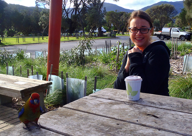 rosellas at Tidal River