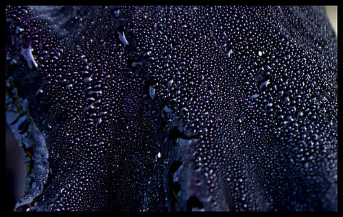 Perles de rosée sur iris noir