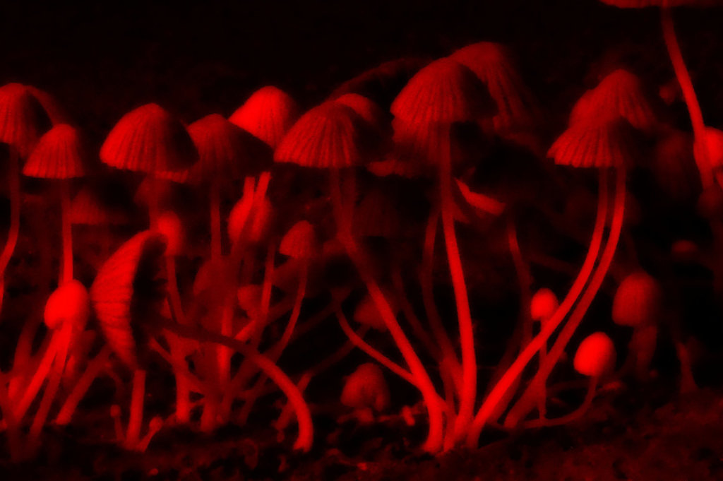 Once Upon A Time There Was A Forest Of Red Mushrooms