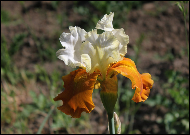 Iris Fall Fiesta  (4)