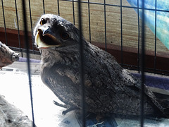 injured Tawny Frogmouth