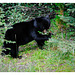 Bear cub in the wild near Jasper