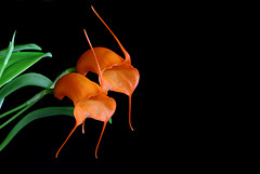 Masdevallia hirtzii