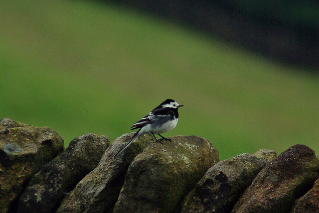 Pied Wagtail