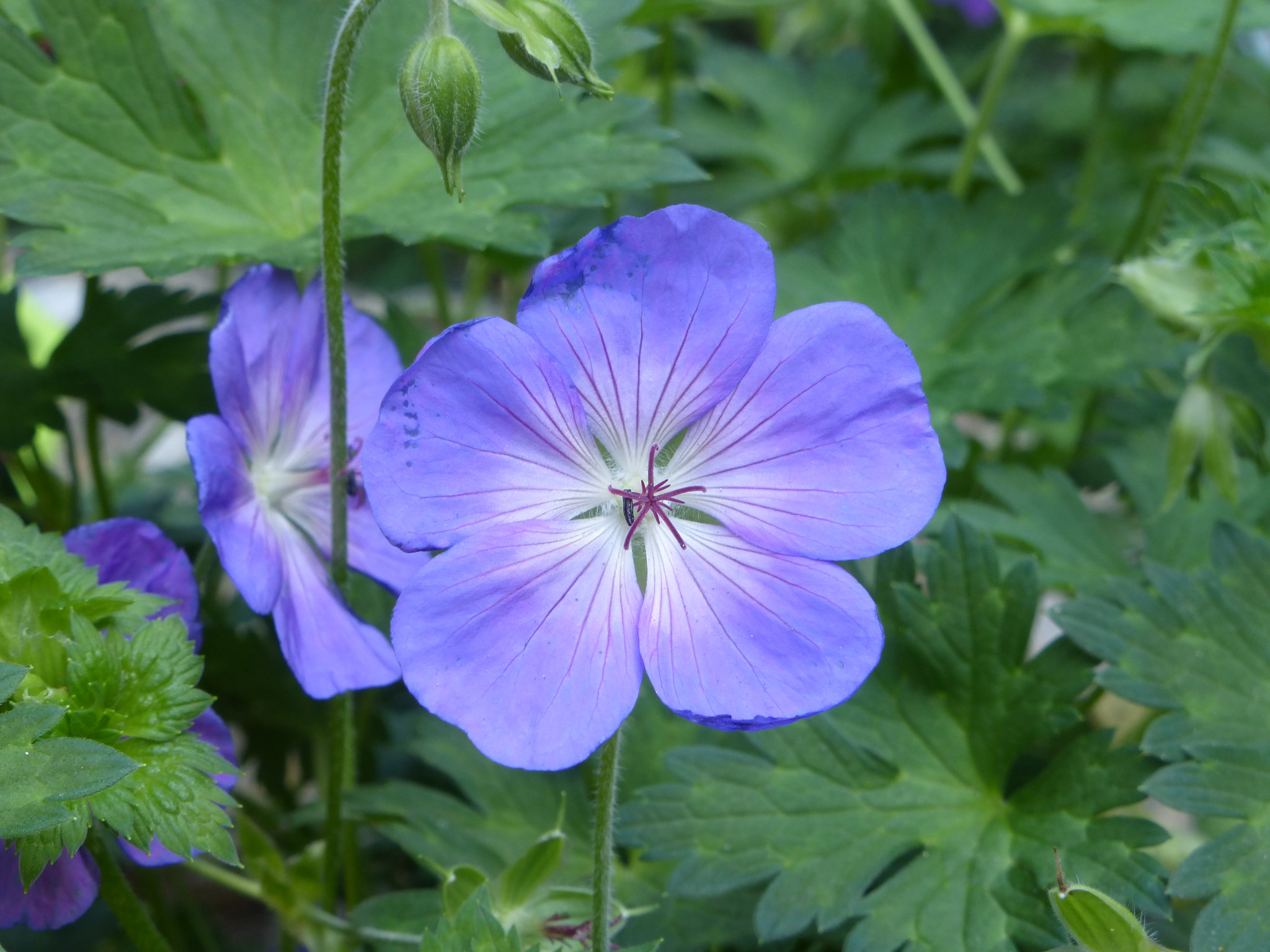 Mon petit jardin