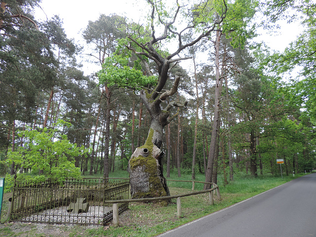 Bosdorfeiche in Glashütte