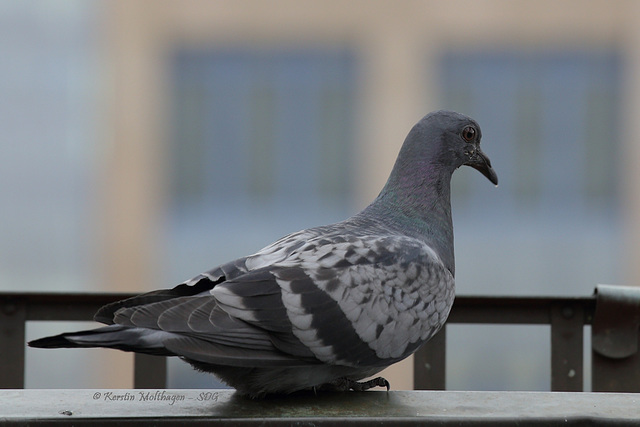 Das andere Taubenkind (8. 5. 2014)