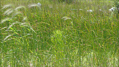 Grasses, Cheboygan beach