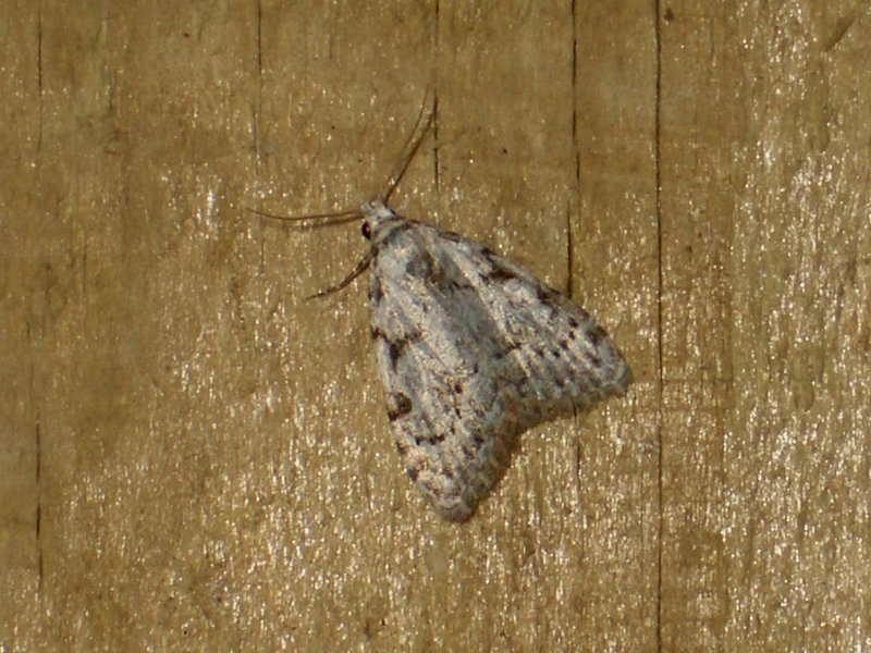 2078 Nola confusalis (Least Black Arches)