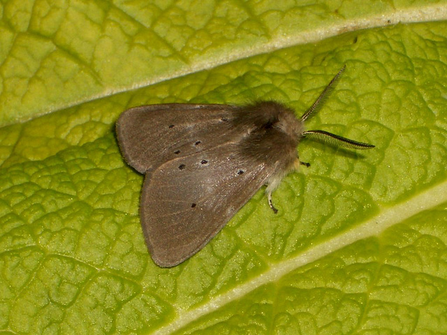 2063 Diaphora mendica (Muslin Moth) Male