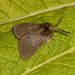 2063 Diaphora mendica (Muslin Moth) Male