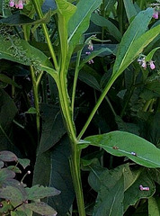 Symphytum - Jardin potager (2)