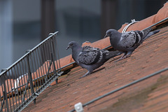 Taubenkinder auf dem Dach (8. 5. 2014)