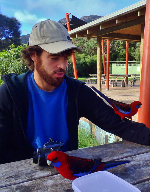 rosellas at Tidal River