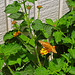 Variegated Fritillary (Euptoieta claudia) on the first Lantana flowers