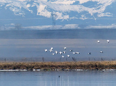 Distant Snow Geese