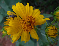 Fly nectating on the first false Sunflowers