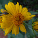 Fly nectating on the first false Sunflowers