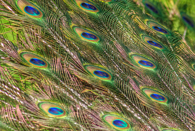Eyes of a Peacock