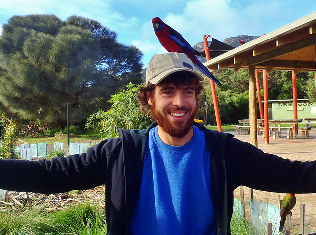 rosellas at Tidal River