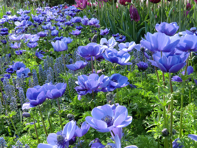 Longwood Gardens, Kennett Square, PA