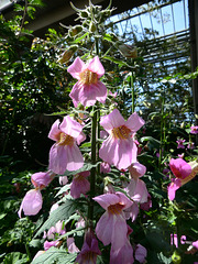 Pink hollyhocks